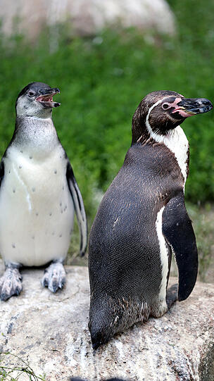 Weitere Bilder vom Foto-Spaziergang durch den Tierpark Hellabrunn am Donnerstagabend.