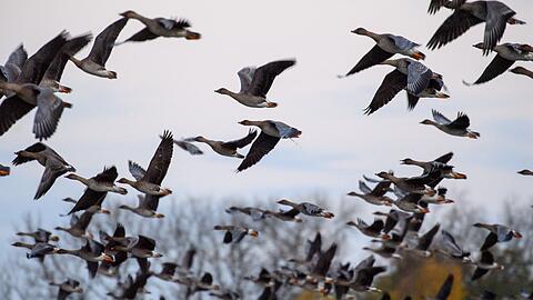 Mit dem Vogelzug erhöht sich alljährlich im Herbst die Gefahr, dass auch das Vogelgrippe-Virus eingeschleppt wird. (Symbolbild)