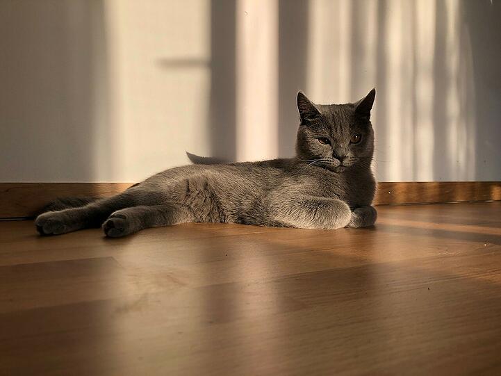 Balu
