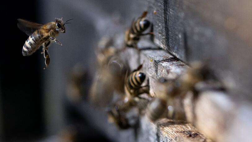 Zwei Bienenvölker werden durch das Feuer ausgelöscht. (Symbolbild)