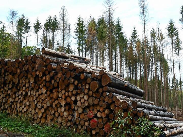 Abgestorbene Fichten stehen im Wald von einem Landwirt hinter den zu bereits abgeholzten und zu Stapeln geschlichteten Bäumen.