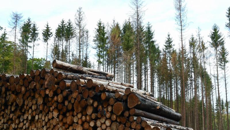 Abgestorbene Fichten stehen im Wald von einem Landwirt hinter den zu bereits abgeholzten und zu Stapeln geschlichteten Bäumen. Abgestorbene Fichten stehen im Wald von einem Landwirt hinter den zu bereits abgeholzten und zu Stapeln geschlichteten Bäumen.
