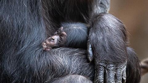 Ein Schimpansenbaby wie dieses wurde auch im Tierpark Hellabrunn geboren. (Symbolbild)