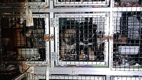 Auf Zeitungspapierschnipseln in einem dunklen Transporter sitzen die Hunde, als die Polizei sie findet.