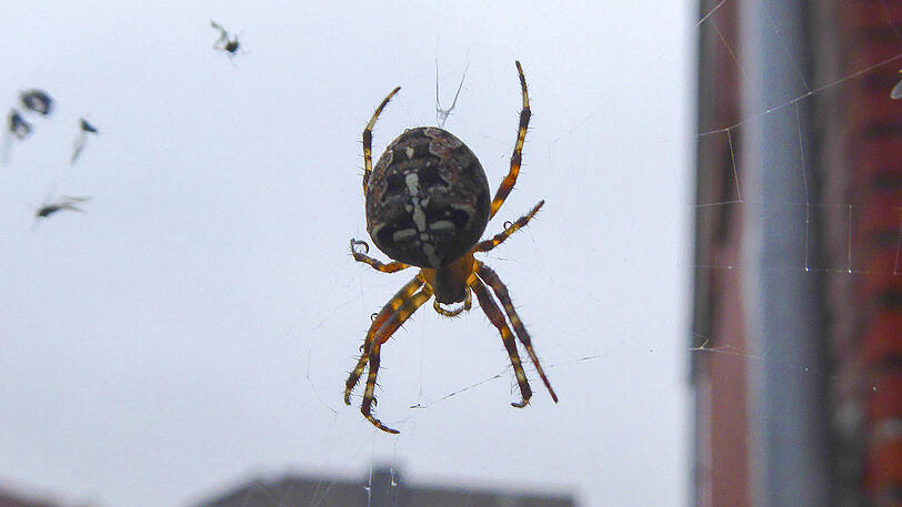 Wer eine Spinne in den eigenen vier Wänden sieht, greift oft auf den Staubsauger zurück. (Archivbild)