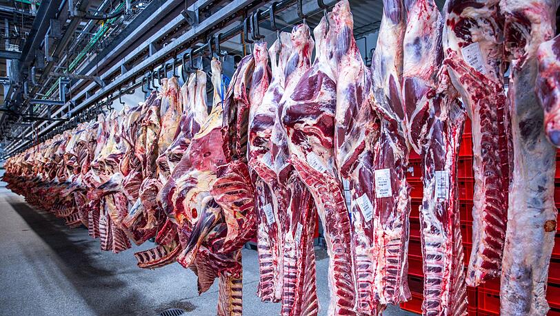 Nach Jahren rückläufiger Schlachtungen ist die Zahl der Schweineschlachtungen im vergangenen Jahr wieder leicht gestiegen. (Archivfoto)