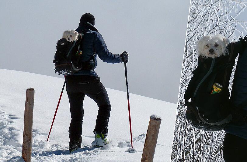 Ein Tourengeher hatte am Teisenberg seinen kleinen Hund dabei - im Rucksack wohlgemerkt. "Warm verpackt schaute er ganz entspannt aus dem Rucksack - so kann Sport auch Spaß machen und ist überhaupt nicht anstrengend", findet AZ-Leserin Christel Gstöttenbauer.