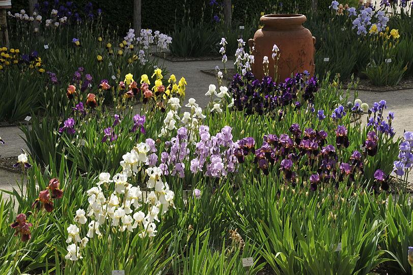 Im Botanischn Garten blüht es derzeit überall, am Pfingstwochenede gibt es außerdem reichlich Programm.