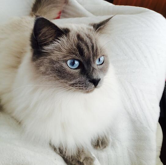 Mausi