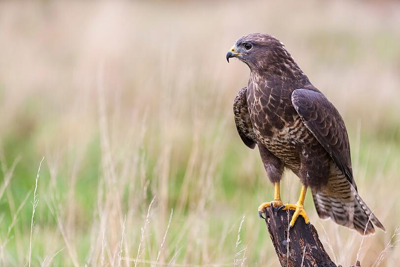 Die ewige Faszination des Menschen für den Greifvogel zeigt sich allein darin, wie gerne er als Wappentier und Emblem der Mächtigen verwendet wird. Greifvögel strahlen Stärke, Ruhe, Unbeirrbarkeit und Zielstrebigkeit aus. Aufgrund ihrer besonderen Talente wirken sie mitunter unbesiegbar. Die ewige Faszination des Menschen für den Greifvogel zeigt sich allein darin, wie gerne er als Wappentier und Emblem der Mächtigen verwendet wird. Greifvögel strahlen Stärke, Ruhe, Unbeirrbarkeit und Zielstrebigkeit aus. Aufgrund ihrer besonderen Talente wirken sie mitunter unbesiegbar.