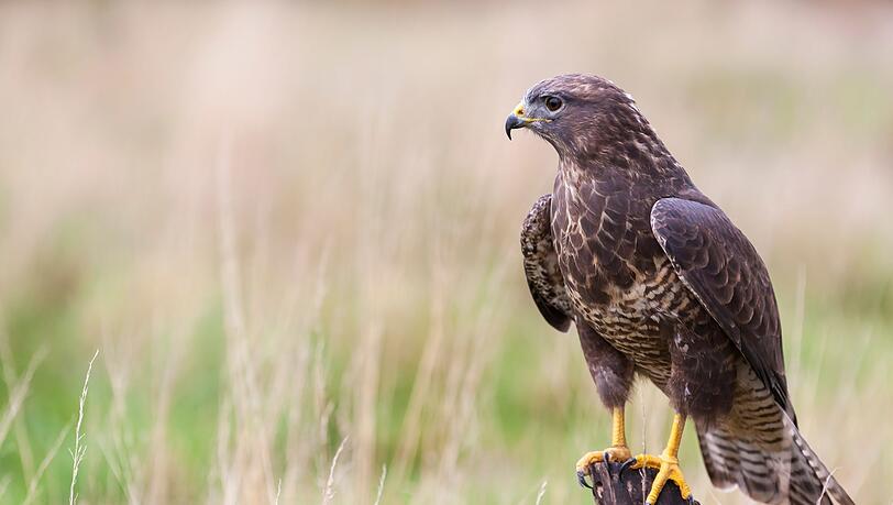 Die ewige Faszination des Menschen f&uuml;r den Greifvogel zeigt sich allein darin, wie gerne er als Wappentier und Emblem der M&auml;chtigen verwendet wird. Greifv&ouml;gel strahlen St&auml;rke, Ruhe, Unbeirrbarkeit und Zielstrebigkeit aus. Aufgrund ihrer besonderen Talente wirken sie mitunter unbesiegbar.