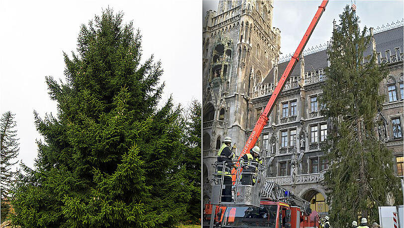 Weihnachtsbäume im Vergleich: Der diesjährige Weinachtsbaum für Angela Merkel (links) und der Marienplatz-Christbaum (rechts). Weihnachtsbäume im Vergleich: Der diesjährige Weinachtsbaum für Angela Merkel (links) und der Marienplatz-Christbaum (rechts).