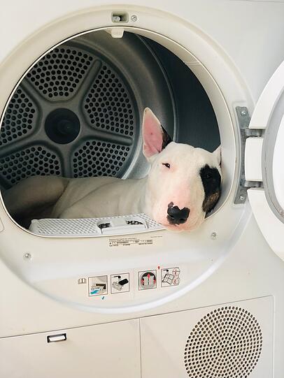 Snoopy