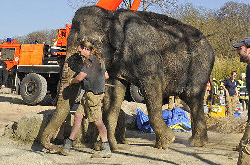 TINA: Nur einen Monat zuvor musste der älteste Elephant in Hellabrunn eingeschläfert werden. Auf dem Bild sehen Sie, wie die Feuerwehr der zusammengebrochenen Elephantin Anfang des Jahres wieder auf die Beine hilft. Doch trotz intensiver Pflege verschlechterte sich Tinas Kreislauf über die Monate immer weiter. Sie starb im Alter von 53 Jahren.