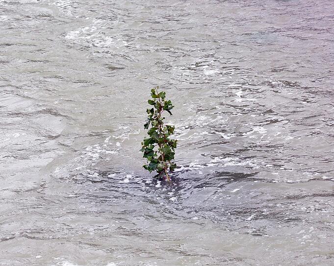 Ein Stück wilde Natur mitten in der Stadt &ndash; die Bilder von der Isar am Wochenende.