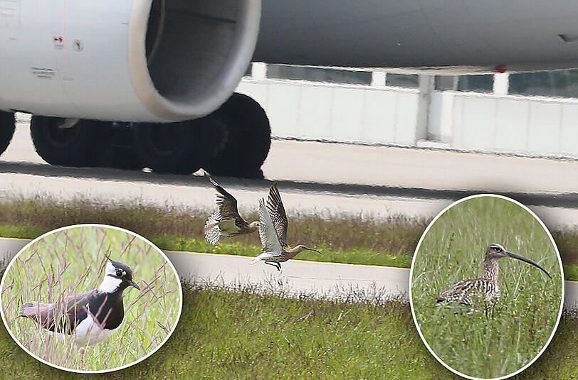Wildlife am Münchner Flughafen: Zwei Große Brachvögel haben anscheinend überhaupt keine Angst vor dem ganz großen Vogel im Hintergrund.