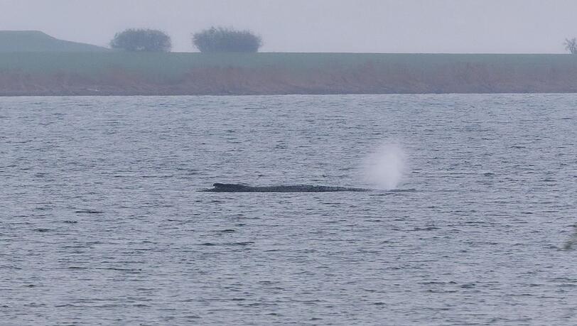 Der Zustand des gestrandeten Wals vor der Insel Poel ist unver&auml;ndert. (Archivbild)