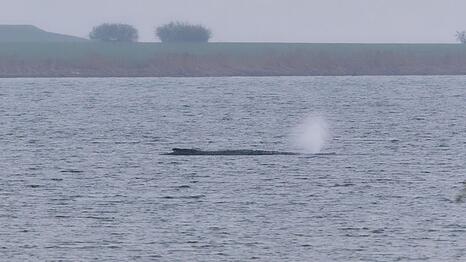 Der Zustand des gestrandeten Wals vor der Insel Poel ist unver&auml;ndert. (Archivbild)