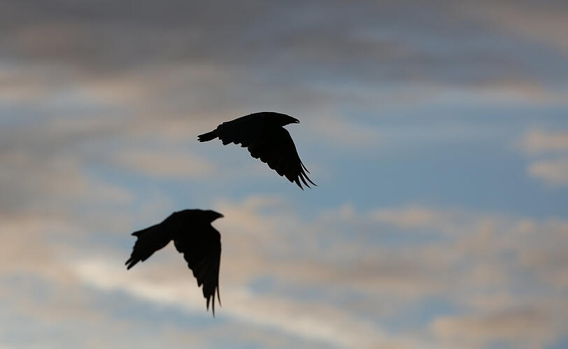 Der frühe Vogel fängt den Wurm: Zwei Rabenkrähen sind schon unterwegs.