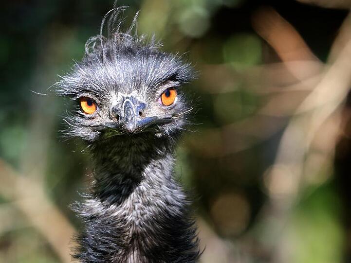 Ein Emu im Außengehege eines Zoos. Foto: picture alliance / dpa/Archivbild