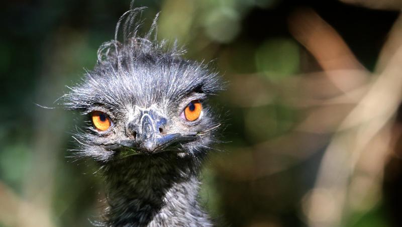Ein Emu im Außengehege eines Zoos. Foto: picture alliance / dpa/Archivbild Ein Emu im Außengehege eines Zoos. Foto: picture alliance / dpa/Archivbild