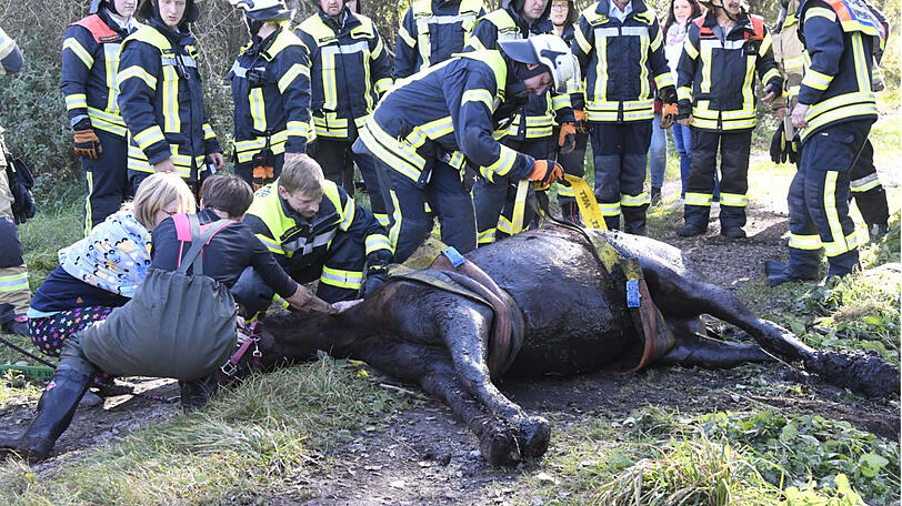 Die Feuerwehr zieht "Rio" mit vereinten Kräften aus dem Bachlauf. Die Bilder der Rettungsaktion.