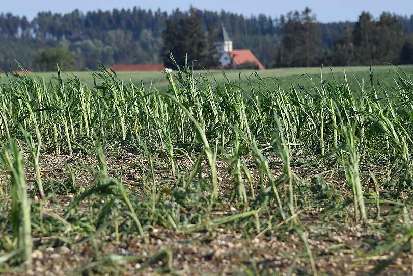 Mais-, Getreidefelder und Hopfengärten wurden zerstört, ebenso Waldgebiete. Auch zahlreiche Gebäude wurden schwer beschädigt und Dächer abgedeckt.