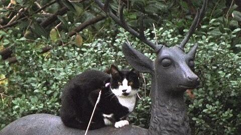 Socks war "Erster Kater" des Landes unter Clinton