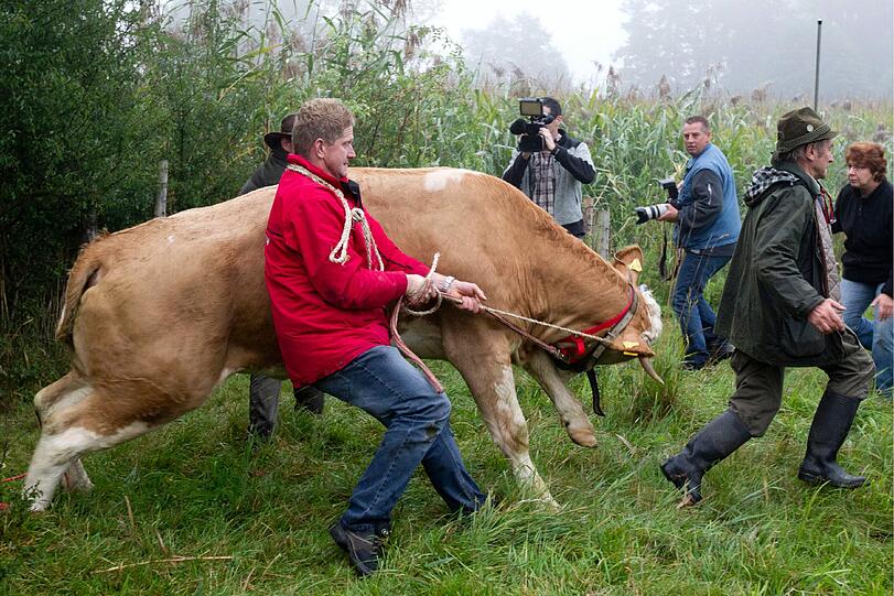 Jagdszenen in Oberbayern: Helfer von Gut Aiderbichl versuchen am 2. September, die entlaufene und wild gewordene Kuh Yvonne wieder einzufangen &ndash; mit Erfolg.