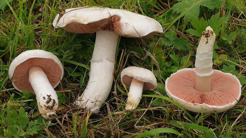 WIESENCHAMPIGNON: Essbar.