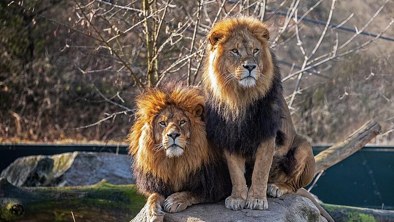 Die Löwen in Hellabrunn. Die Löwen in Hellabrunn.