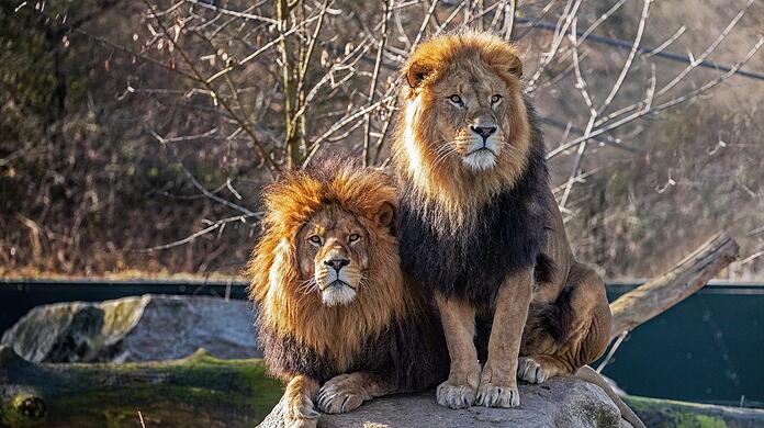 Die Löwen in Tierpark Hellabrunn.