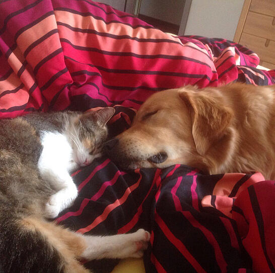 Kater Benny und Golden Retriever Pebbles