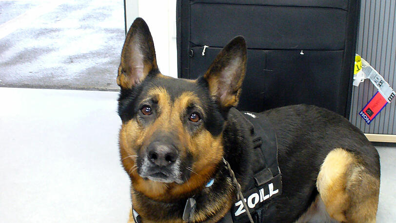 Zollhund Kelly erschnüffelt 2009 elf Kilogramm Kokain, versteckt in vier Reisekoffern.