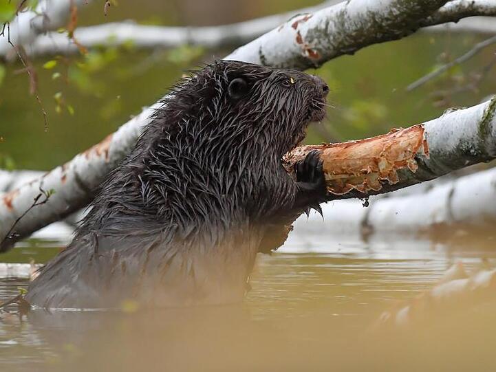 Ein Biber nagt an einer im Wasser liegenden Birke. Foto: Patrick Pleul/dpa-Zentralbild/ZB/Symbolbild