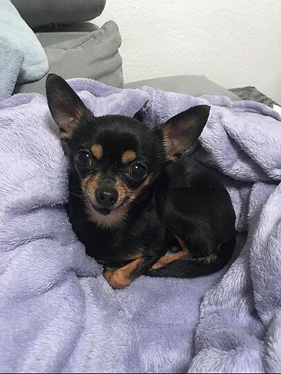 Diva
