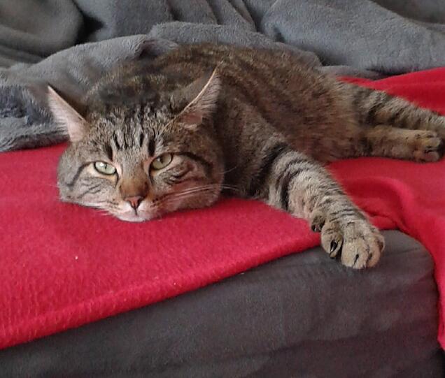 Peppino