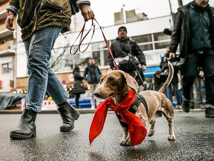 Dackelbesitzer laufen bei einem Spaziergang mit ihren Dackeln. Foto: Carsten Koall/dpa