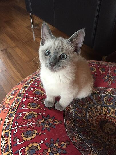 Mimi