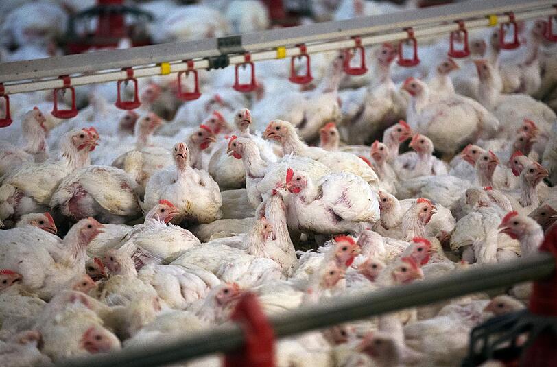 Masthähnchen-Haltung der Agrarproduktionsgesellschaft Agp Lübesse (Mecklenburg-Vorpommern) - Deutsche Geflügelbauern fordern eine Kennzeichnung der Herkunft von Fleisch in der Gastronomie. Foto: Jens Büttner/Archiv