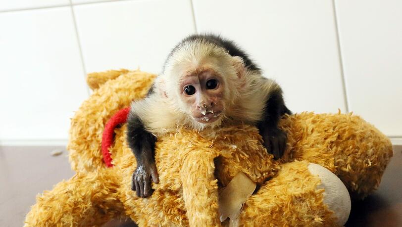 Laut dem Tierschutzverein animal public ist die Haltung eines Kapuzineräffchens als Haustier nicht artgerecht. Laut dem Tierschutzverein animal public ist die Haltung eines Kapuzineräffchens als Haustier nicht artgerecht.