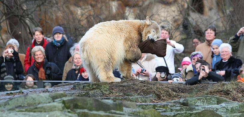Eisbär Knut trieb leblos im Wasser seines Geheges.