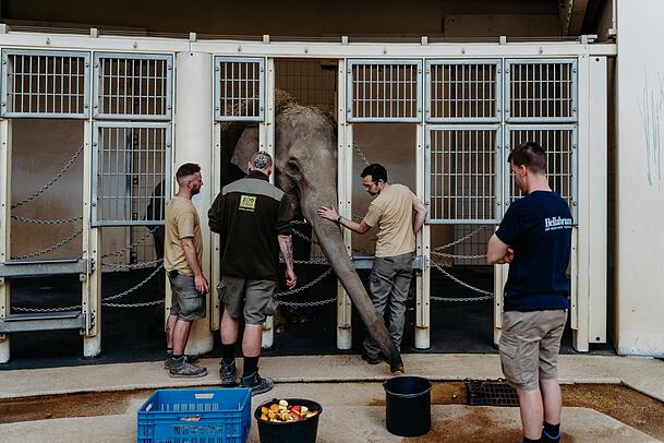 Um den Eingewöhnungsprozess zu vereinfachen, werden die beiden Neuankömmlinge in den nächsten Wochen rund um die Uhr von Tierpflegern beobachtet. Um den Eingewöhnungsprozess zu vereinfachen, werden die beiden Neuankömmlinge in den nächsten Wochen rund um die Uhr von Tierpflegern beobachtet.