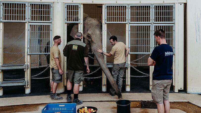 Um den Eingewöhnungsprozess zu vereinfachen, werden die beiden Neuankömmlinge in den nächsten Wochen rund um die Uhr von Tierpflegern beobachtet. Um den Eingewöhnungsprozess zu vereinfachen, werden die beiden Neuankömmlinge in den nächsten Wochen rund um die Uhr von Tierpflegern beobachtet.