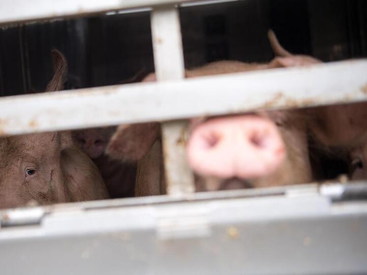 Ein Schwein schaut aus einem Tiertransporter. Foto: Sebastian Gollnow/Archiv