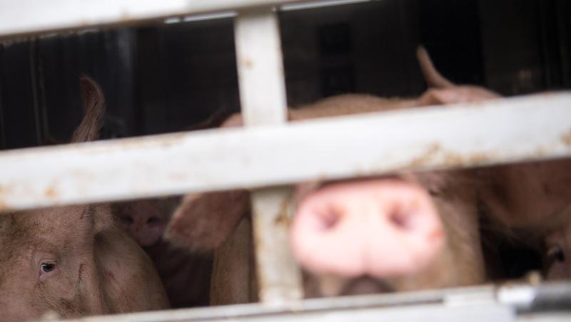 Ein Schwein schaut aus einem Tiertransporter. Foto: Sebastian Gollnow/Archiv Ein Schwein schaut aus einem Tiertransporter. Foto: Sebastian Gollnow/Archiv