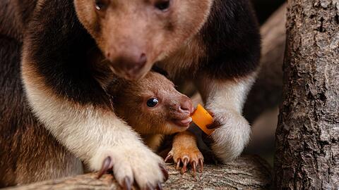 Ein seltenes Baumk&auml;nguru-Baby macht gerade seine ersten Erfahrungen mit der Au&szlig;enwelt.