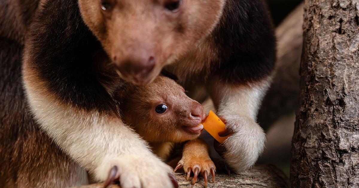 Seltenes-Baumk-nguru-Baby-begeistert-in-englischem-Zoo