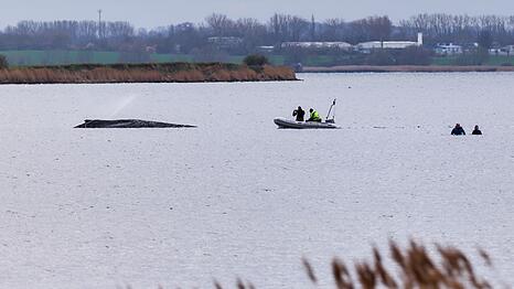 Um die Austrocknung der Haut zu verhindern, befeuchtet die Feuerwehr den Wal.