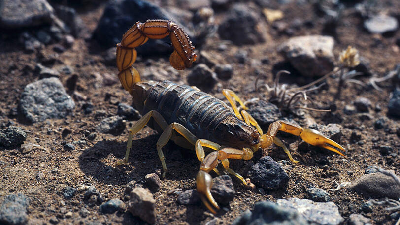 Der Skorpion der Art "ndroctonus australis gilt als aggressiv.